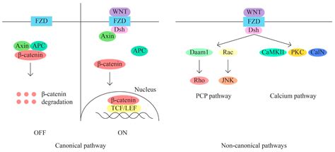 Developments in Genetics: Better Management of Ovarian Cancer Patients