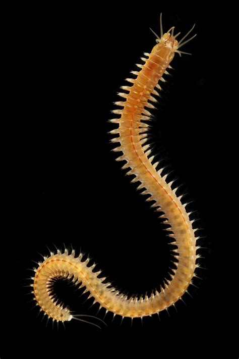 Nereis pelagica: A Common Species in Norway