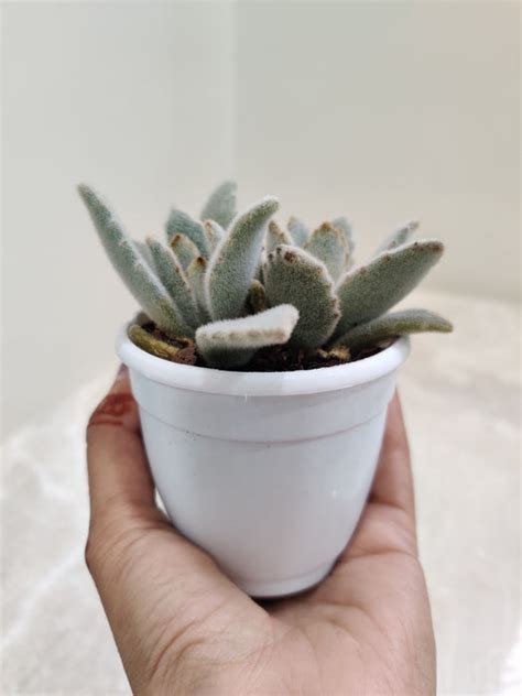 Buy Kalanchoe Tomentosa | Plush Hairy Harry Plant Online - Green ...