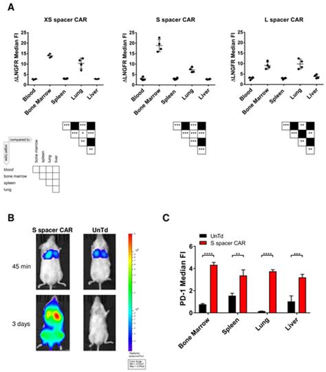 IJMS | Special Issue : Targeting CAR T-cell Therapy: Molecular Research ...