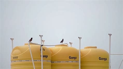 Witnessing The Anthropocene: Shared Ecologies Presents Two Short Films ...