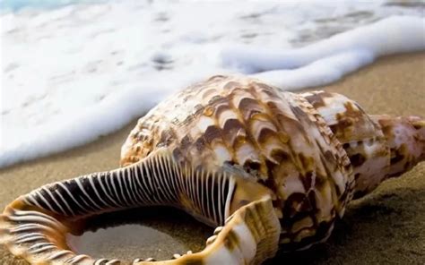 Shell in Computer 的图像结果