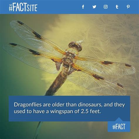 70 interesting animal fact images – Artofit
