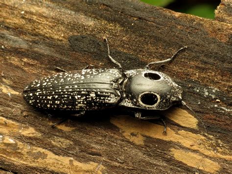 Click Beetles – Identification, Life Cycle, Facts & Pictures