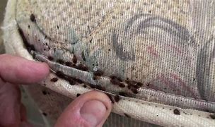 Image result for Bed bug infestation in Paris