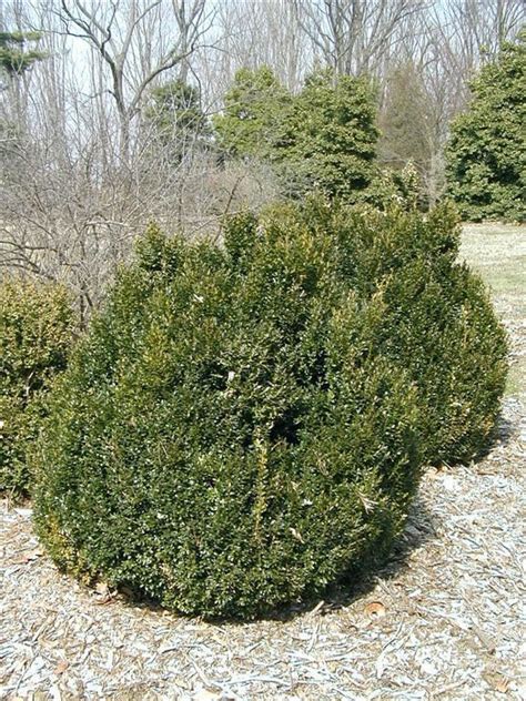 Buxus sempervirens 'Inglis' - Inglis common boxwood | The Dawes Arboretum
