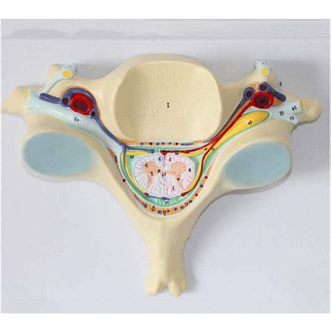 Buy XUELIN-8 Study Model Medical Anatomical Fifth Cervical Spine Model ...