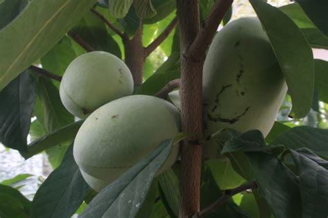 Northeast Ohio pawpaw orchard finds popularity this season - cleveland.com