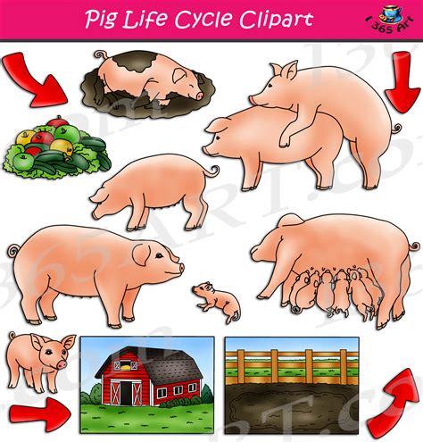 Female Pigs Life Cycle | BASIC PIG LIFE CYCLE FACTS – OGNQS