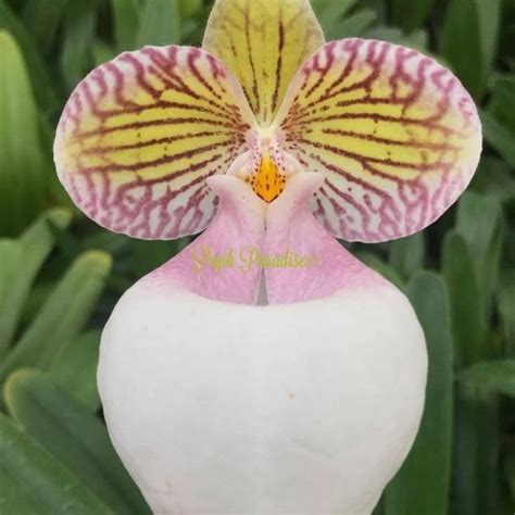Paphiopedilum Micranthum Var Eburneum – ASHIYANA STORE