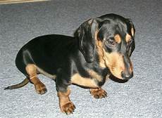 dackel suchen ein tieranzeigen kurzhaardackel kleinanzeigen dackel suchen ein tieranzeigen kurzhaardackel kleinanzeigen