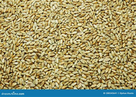 Wheat Grains Background from Top View Stock Image - Image of groats, healthy: 288345641