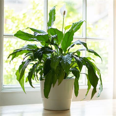 How to Take Care of a Peace Lily Indoors – The Botanical Bar