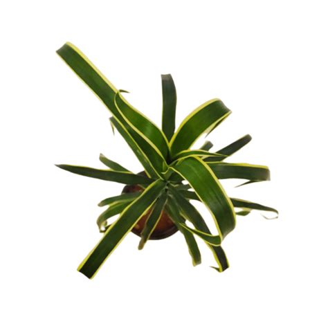 Buy Online Dracaena Green/Yellow Plant – ManBhawan Nursery