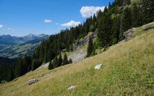 Wallpaper trees, mountains, slope, grass hd, picture, image