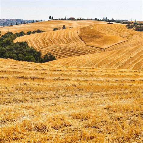 "Freshly Harvested Wheat Fields In The Italian Countryside" by Stocksy ...