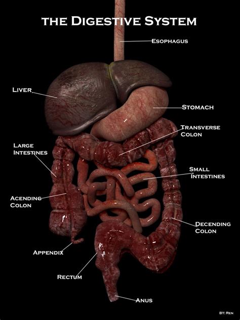 Real pictures of the digestive system. Ew. Now I can see exactly what ...