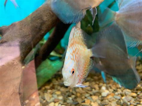 Yellow Checkerboard Discus 的图像结果