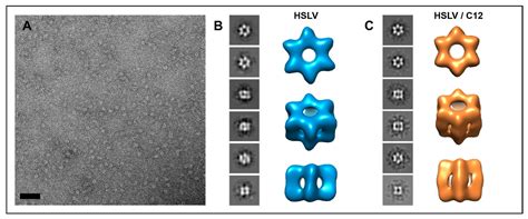 The HslV Protease from Leishmania major and Its Activation by C ...