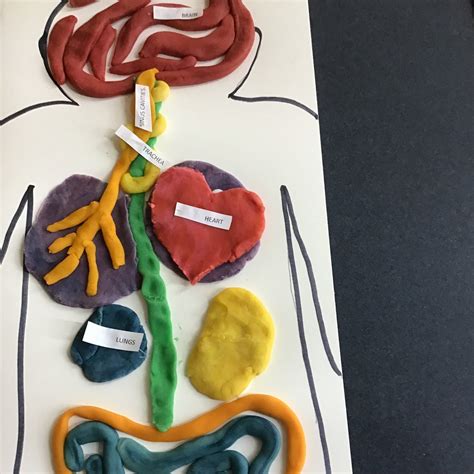How to Make Digestive System Model 的图像结果