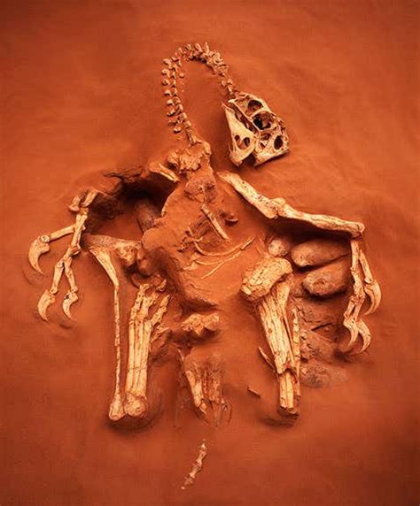 Bumpy Dinos Fossils 的图像结果