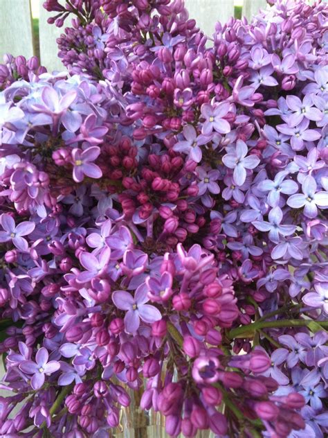 Smell the lilacs! Lilacs, My Style, Purple, Board, Flowers, Plants, Lilac, Syringa Vulgaris, Plant