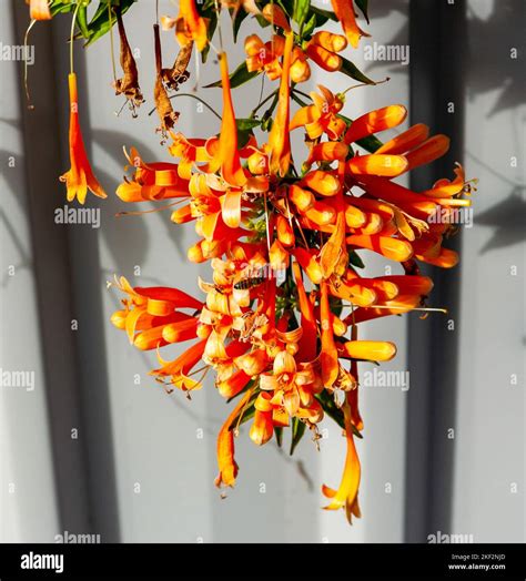 Pyrostegia venusta, also commonly known as flamevine or orange trumpet ...