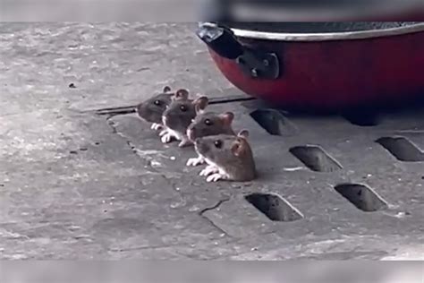 【广东】5只老鼠从下水道盖板钻出透气 呆头呆脑憨态可掬：这里的老鼠不怕人
