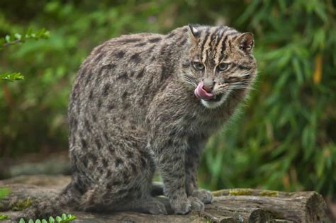 Over 700 Species Discovered in Cambodian Mangroves - Animals Around The Globe