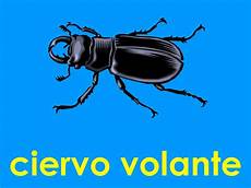 rinoceronte volante s s l e s l insectos 169 2008 quin 237 n freire ppt descargar rinoceronte volante s s l e s l insectos 169 2008 quin 237 n freire ppt descargar