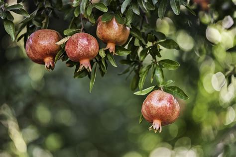Pomegranate Facts, Selection, and Storage