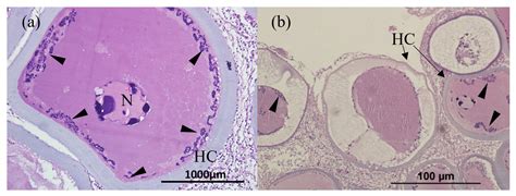 Lymphocystis Disease Virus Infection in Clownfish Amphiprion ocellaris ...