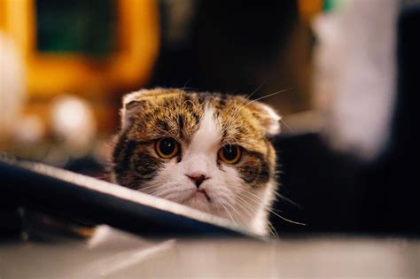 Why Is My Cat Crying? Feline Tears, Explained - Tractive