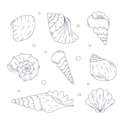 Image result for Sea Shell Line Drawing Blue Print