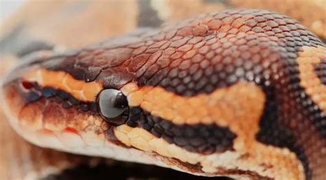 Image result for Ball Python Eating Chicken