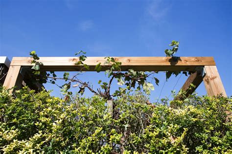 Image result for pergola druivenstruiken