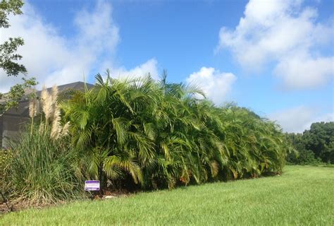 Areca Palm Hedge