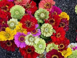 Image result for Bunch of Flowers Coloring Page