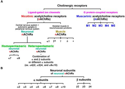 Physiologic Functions and Therapeutic Applications of α7 Nicotinic ...
