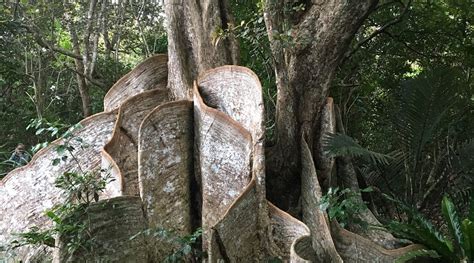 HERITIERA LITTORALIS TREE OF NAKAMA RIVER (2025) All You Need to Know ...