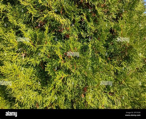 Northern white cedar. Thuja occidentalis Stock Photo - Alamy