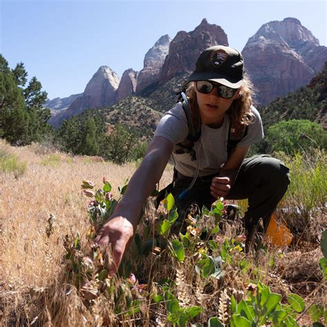 Protecting native plants during your Zion National Park visit - The Independent | Southern Utah ...