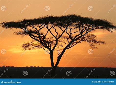 Silhouette of Acacia stock image. Image of colorful, golden - 5367581