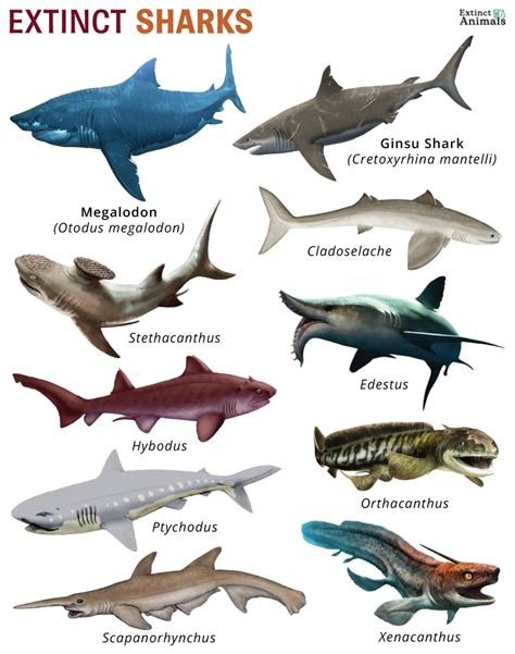 Image result for Extinct Sea Creatures