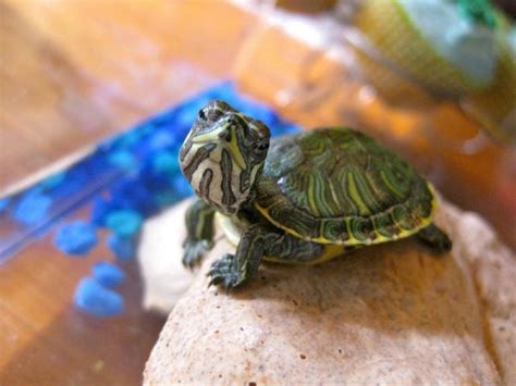 Image result for Unhealthy Turtle Shell