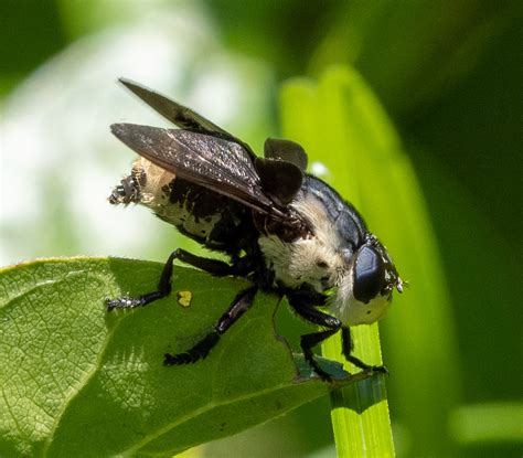 Image result for Mouse Bot Fly