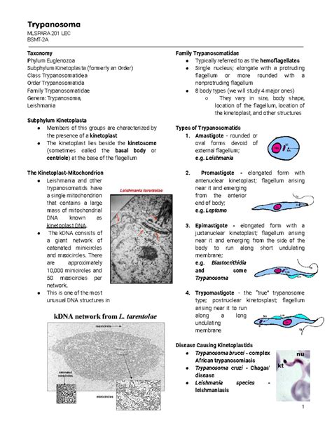 Mlspara Trypanosoma - MLSPARA 201 LEC BSMT-2A Taxonomy Phylum Euglenozoa Subphylum Kinetoplasta ...