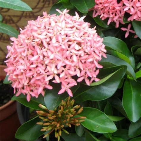 Chinese Ixora Plant | 5 Pot | Buy Online