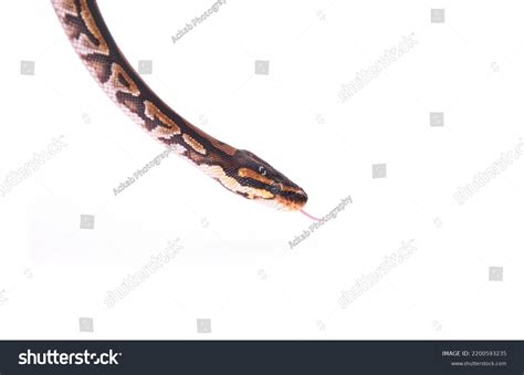 Image result for Royal Python Facts