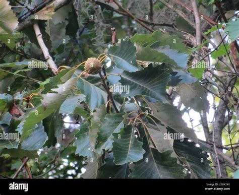 swamp chestnut oak (Quercus michauxii Stock Photo - Alamy